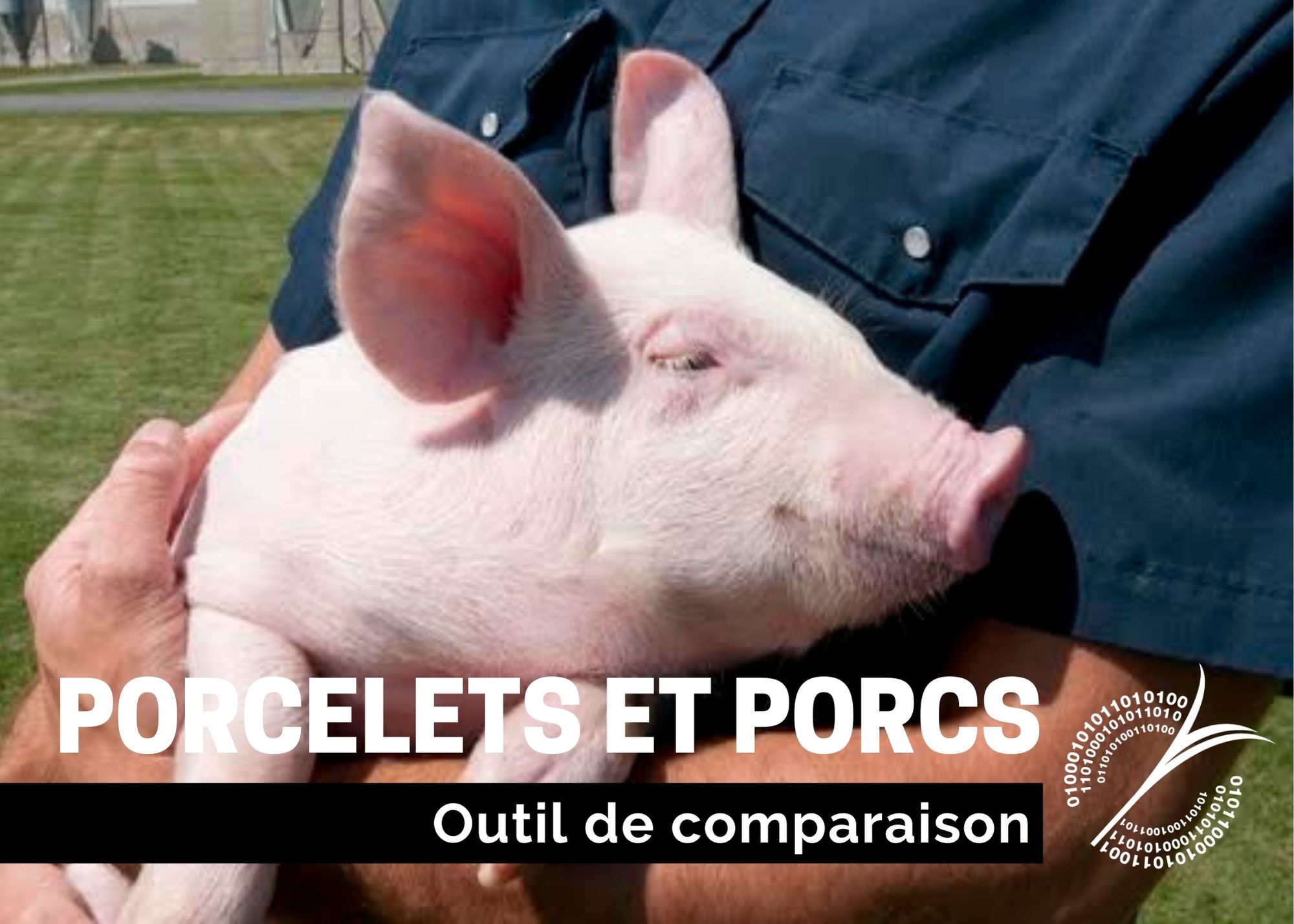 Récentes publications : Outil de comparaison - Porcs et porcelets